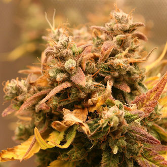 AK-420 Autoflower (Zamnesia Seeds) Feminiserede