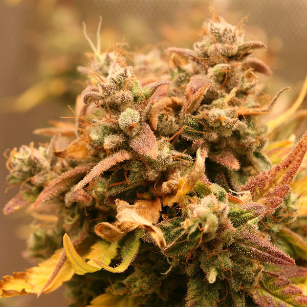 AK-420 Autoflower (Zamnesia Seeds) Feminiserede
