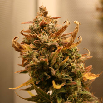 AK-420 Autoflower (Zamnesia Seeds) Feminiserede