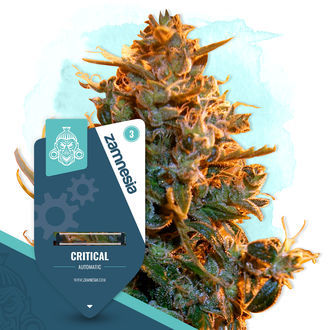 Critical Autoflower (Zamnesia Seeds) Feminiserede