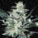 Sensi Star (Paradise Seeds) Feminiserede