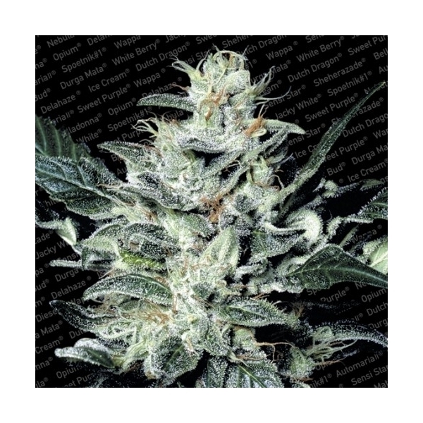 Sensi Star (Paradise Seeds) Feminiserede