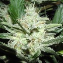 Sensi Star (Paradise Seeds) Feminiserede