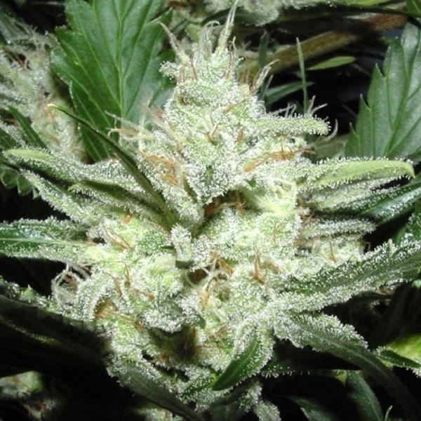 Sensi Star (Paradise Seeds) Feminiserede