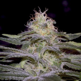 Sensi Star (Paradise Seeds) Feminiserede