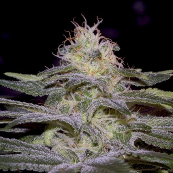 Sensi Star (Paradise Seeds) Feminiserede