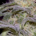 Sensi Star (Paradise Seeds) Feminiserede