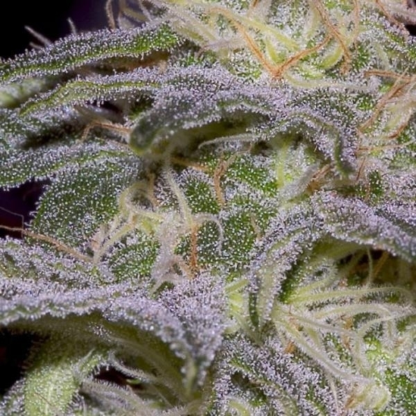 Sensi Star (Paradise Seeds) Feminiserede