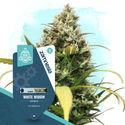 White Widow Autoflower (Zamnesia Seeds) Feminiserede