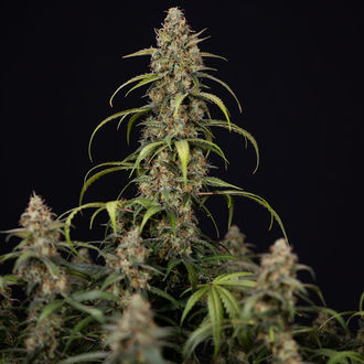 Sticky Beast Autoflower (Zamnesia Seeds) Feminiserede
