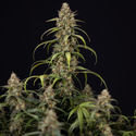 Sticky Beast Autoflower (Zamnesia Seeds) Feminiserede