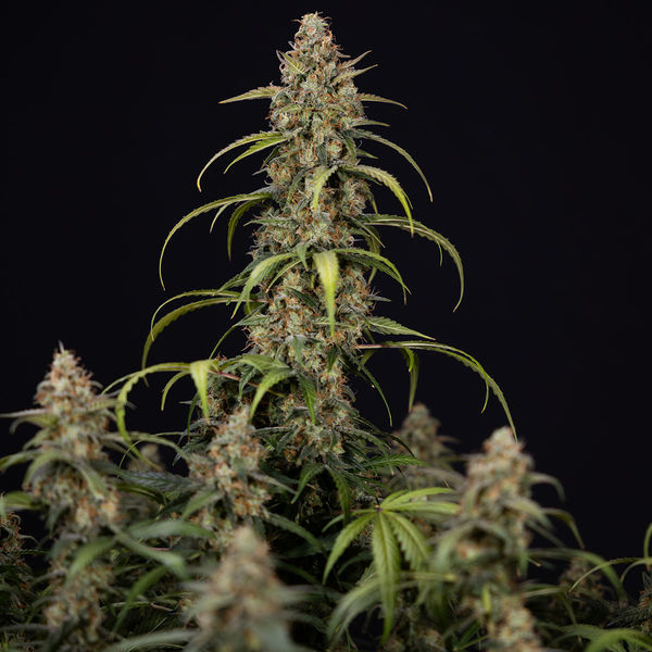 Sticky Beast Autoflower (Zamnesia Seeds) Feminiserede