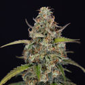 Sticky Beast Autoflower (Zamnesia Seeds) Feminiserede