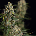 Sticky Beast Autoflower (Zamnesia Seeds) Feminiserede