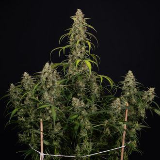 Sticky Beast Autoflower (Zamnesia Seeds) Feminiserede