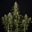 Sticky Beast Autoflower (Zamnesia Seeds) Feminiserede