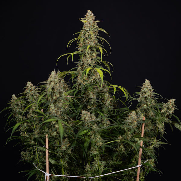 Sticky Beast Autoflower (Zamnesia Seeds) Feminiserede