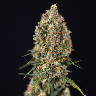 Sticky Beast Autoflower (Zamnesia Seeds) Feminiserede