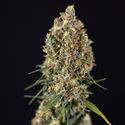 Sticky Beast Autoflower (Zamnesia Seeds) Feminiserede