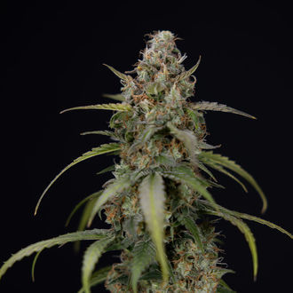 Sticky Beast Autoflower (Zamnesia Seeds) Feminiserede