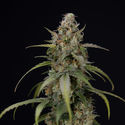 Sticky Beast Autoflower (Zamnesia Seeds) Feminiserede