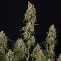 Sticky Beast Autoflower (Zamnesia Seeds) Feminiserede