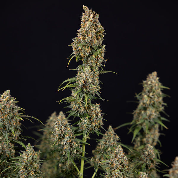 Sticky Beast Autoflower (Zamnesia Seeds) Feminiserede