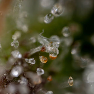 Sticky Beast Autoflower (Zamnesia Seeds) Feminiserede