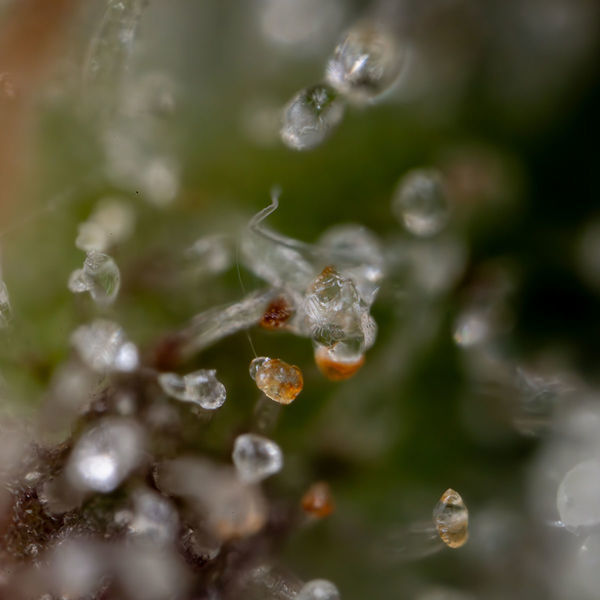 Sticky Beast Autoflower (Zamnesia Seeds) Feminiserede