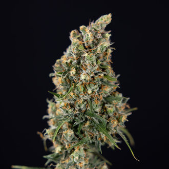 Sticky Beast Autoflower (Zamnesia Seeds) Feminiserede