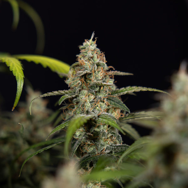 Sticky Beast Autoflower (Zamnesia Seeds) Feminiserede