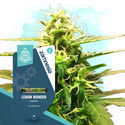Lemon Wonder Autoflower (Zamnesia Seeds) Feminiserede