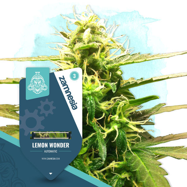 Lemon Wonder Autoflower (Zamnesia Seeds) Feminiserede