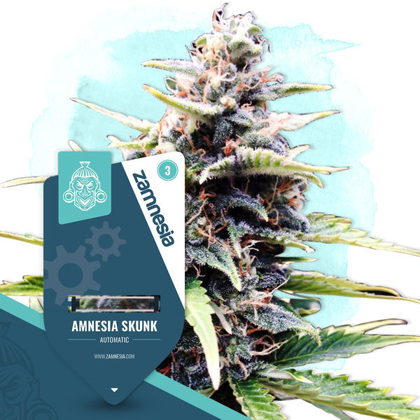 Amnesia Skunk Autoflower (Zamnesia Seeds) Feminiserede