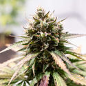 Amnesia Skunk Autoflower (Zamnesia Seeds) Feminiserede
