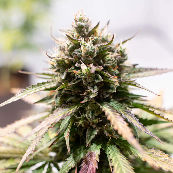 Amnesia Skunk Autoflower (Zamnesia Seeds) Feminiserede