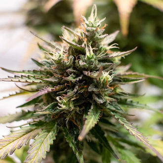 Amnesia Skunk Autoflower (Zamnesia Seeds) Feminiserede
