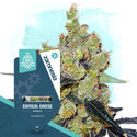 Critical Cheese Autoflower (Zamnesia Seeds) Feminiserede