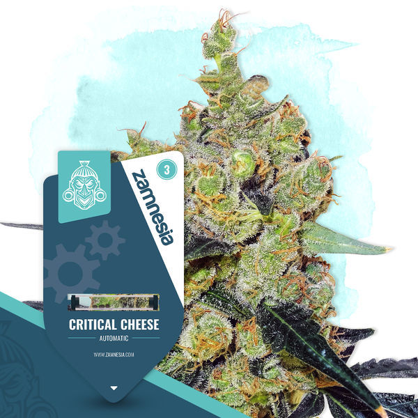 Critical Cheese Autoflower (Zamnesia Seeds) Feminiserede