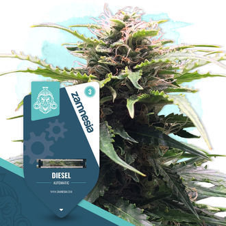 Diesel Autoflower (Zamnesia Seeds) Feminiserede