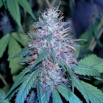Grape Kush (Cali Connection) feminiserede cannabisfr&oslash;