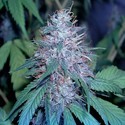 Grape Kush (Cali Connection) Feminiserede