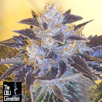 Grape OG (Cali Connection) feminiserede cannabisfr&oslash;