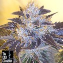 Grape OG (Cali Connection) Feminiserede
