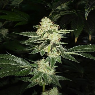 Louis XIII OG (Cali Connection) feminiserede cannabisfr&oslash;