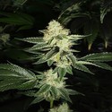 Louis XIII OG (Cali Connection) Feminiserede