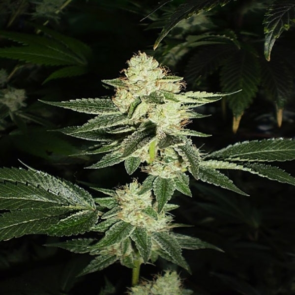 Louis XIII OG (Cali Connection) Feminiserede