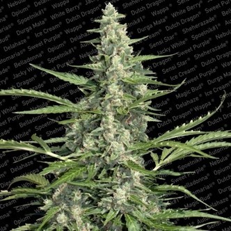 Pandora (Paradise Seeds) feminiserede cannabisfr&oslash;
