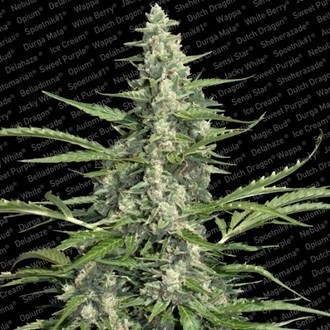Pandora (Paradise Seeds) Feminiserede