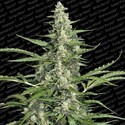 Pandora (Paradise Seeds) Feminiserede